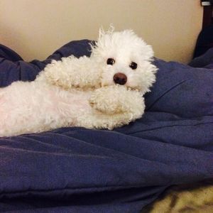 Meet your Posher, Bear